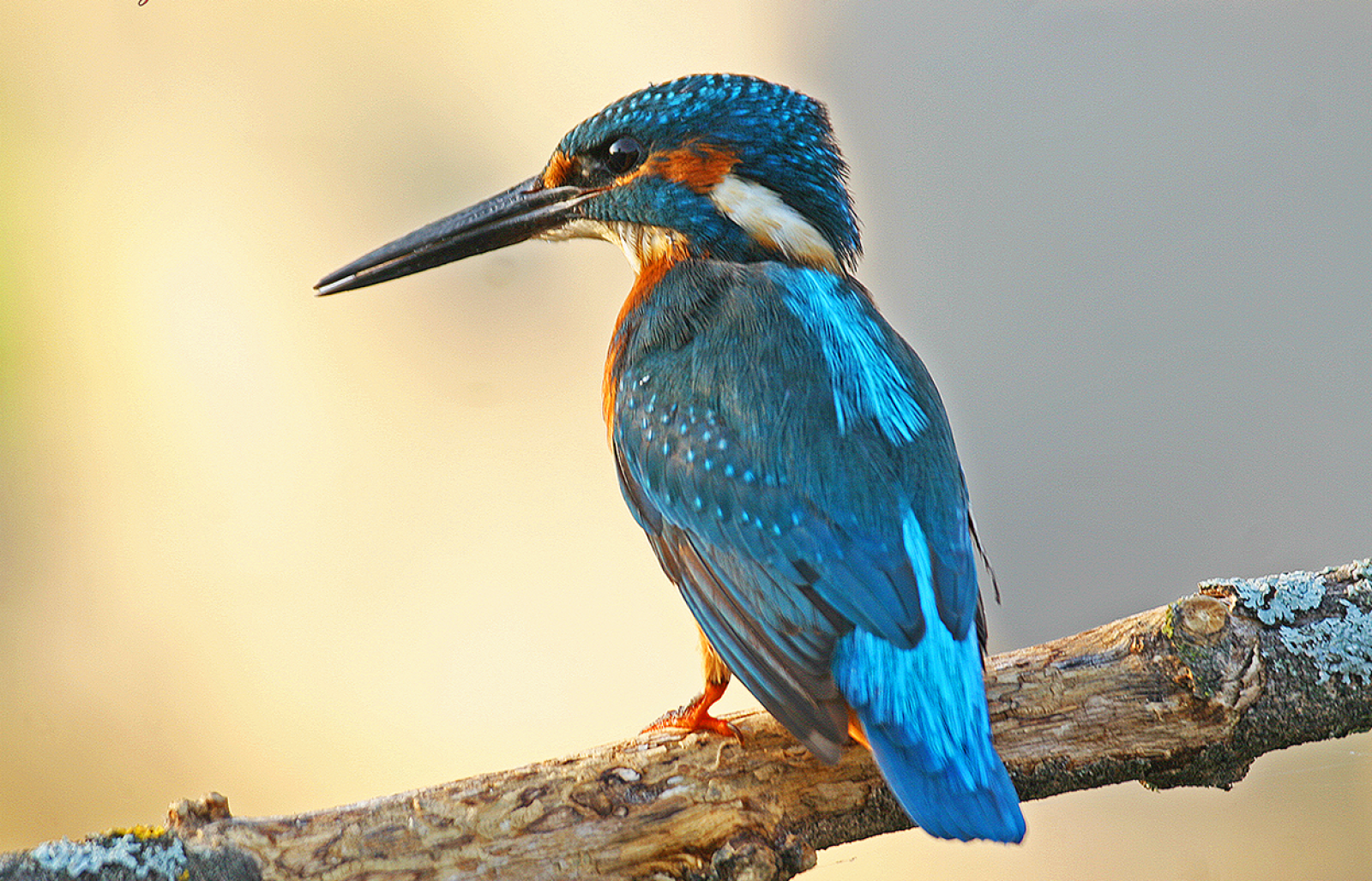 Dehesa del Rincón Birding Route and La Laguna del Rincón Birding Itinerary