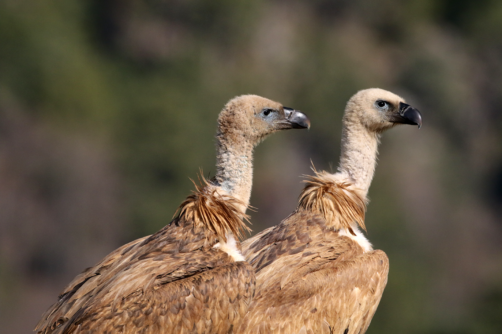 Birding
