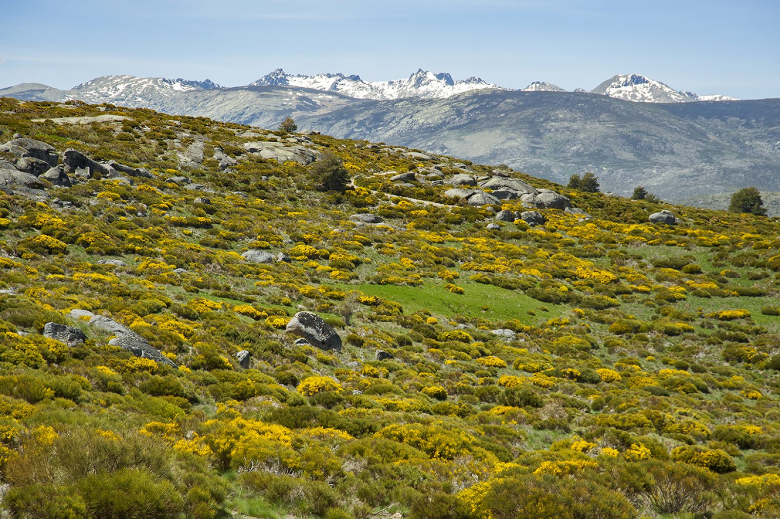 La floración en Ávila